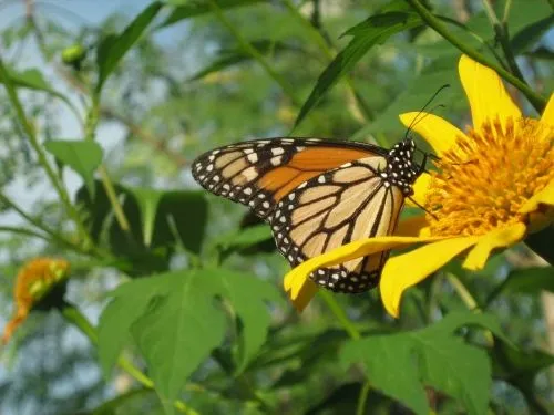 Mariposas en flores - Imagui
