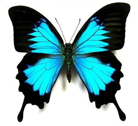 Post con imágenes e información ] Las mariposas - Learn to Say