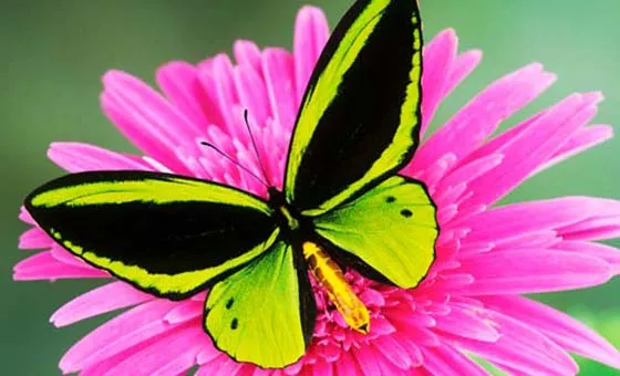 Imagenes mariposas reales volando - Imagui