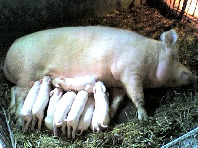 Animales graciosos 7 | Blogodisea