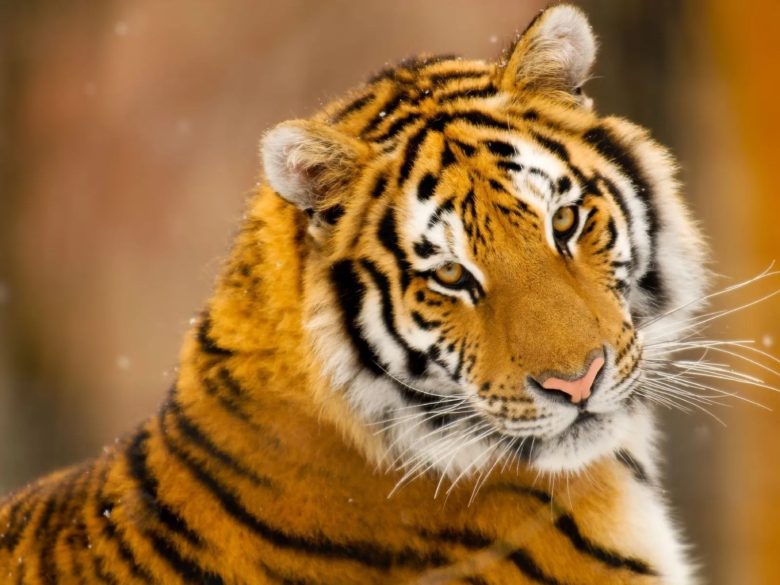 imagenes y mas: PACK DE FELINOS