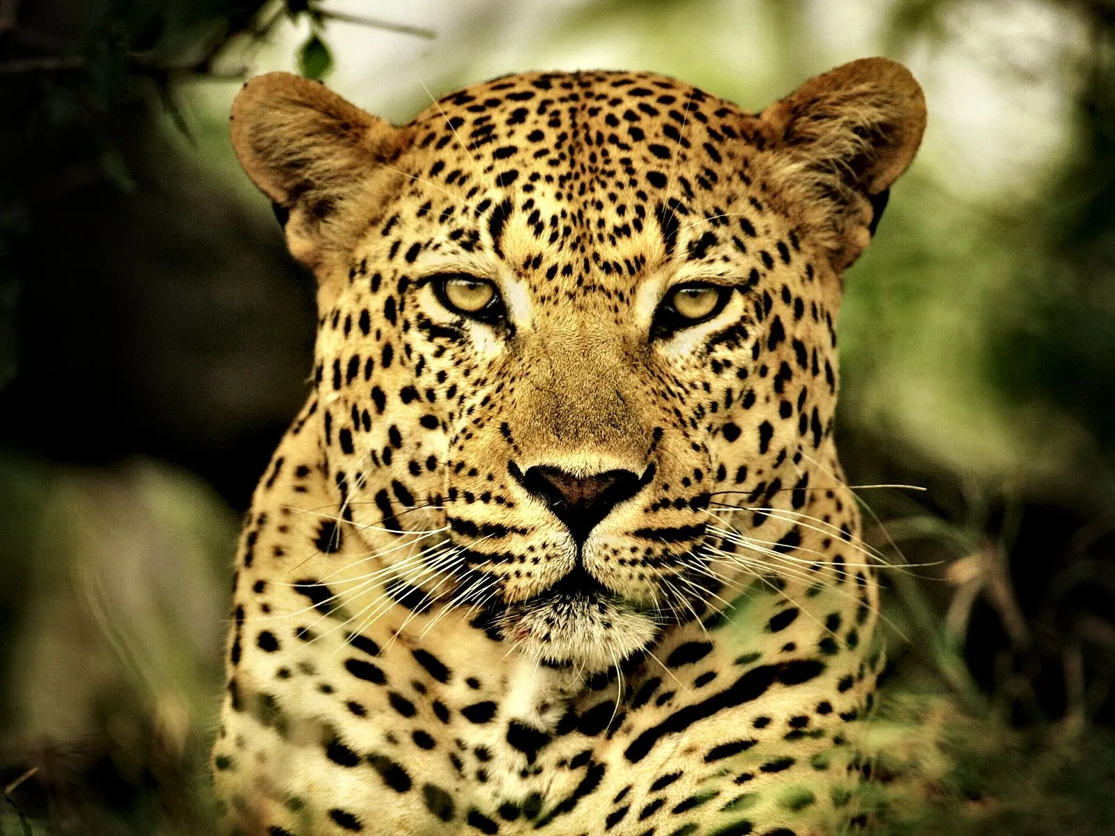 imagenes y mas: PACK DE FELINOS