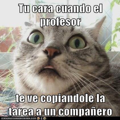 Imagenes y Memes chistosos de Gatos - Imagenes chistosas Imagenes y Memes chistosos de Gatos - Imagenes chistosas