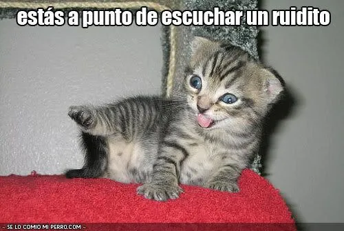 CANDELA Y MAFALDA: imagenes graciosas y monas de animales CANDELA Y MAFALDA: imagenes graciosas y monas de animales