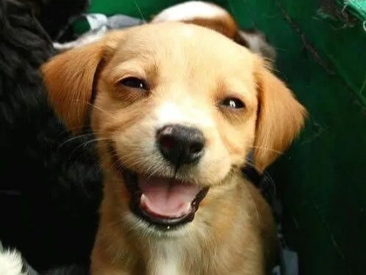 Imagenes de Monos chistosos | Imagenes Chistosas Para facebook