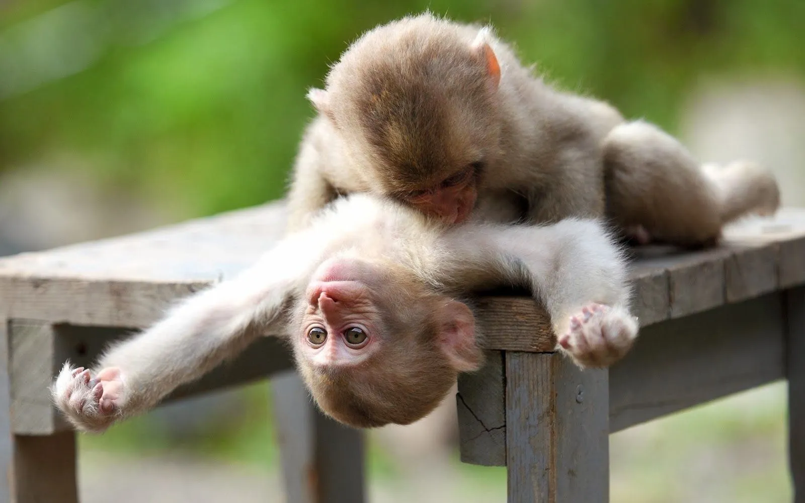 Imagenes de monos | Fotos Bonitas de Amor | Imágenes Bonitas de Amor Imagenes de monos | Fotos Bonitas de Amor | Imágenes Bonitas de Amor