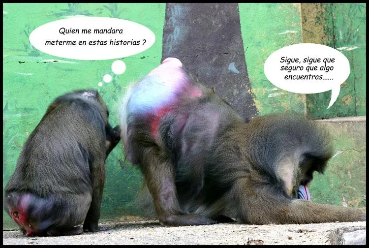 Imágenes de monos - Imagenes divertidas - imagenes graciosas Imágenes de monos - Imagenes divertidas - imagenes graciosas