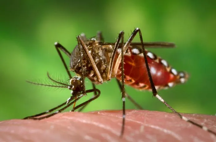 Imágenes del mosquito del dengue | MOSQUITOS Imágenes del mosquito del dengue | MOSQUITOS