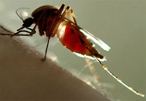 Imágenes del mosquito del dengue | MOSQUITOS Imágenes del mosquito del dengue | MOSQUITOS