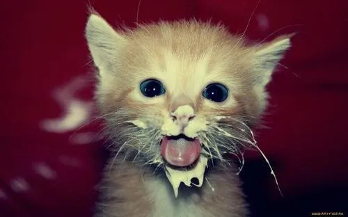 Imagenes movibles de animales graciosos - Imagui Imagenes movibles de animales graciosos - Imagui