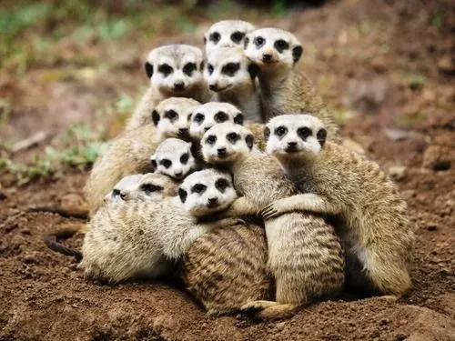 Imagenes que se mueven de animales graciosos - Imagui