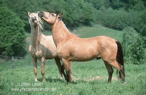 Imagenes movibles de caballos - Imagui