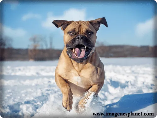 Imagenes con movimiento de animales para celular gratis - Imagui Imagenes con movimiento de animales para celular gratis - Imagui