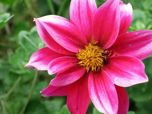Imagene de flore - Imagui