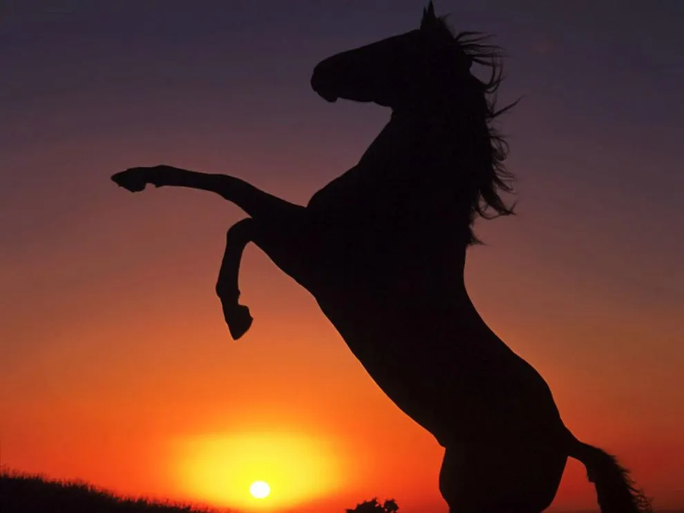 Imágenes de caballos salvajes