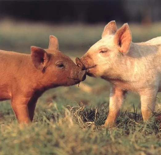 Imágenes del mundo animal: Cerditos