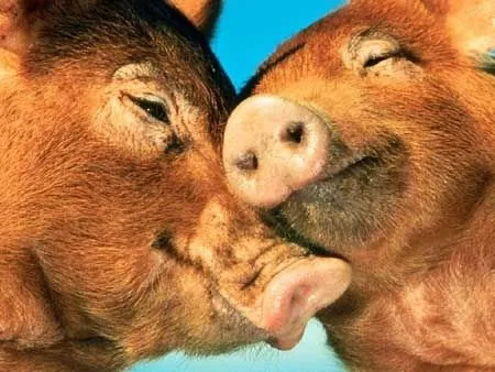 Cerditos enamorados animados - Imagui