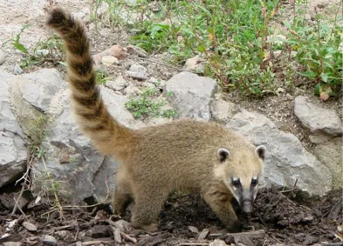 Imágenes del mundo animal: Coati