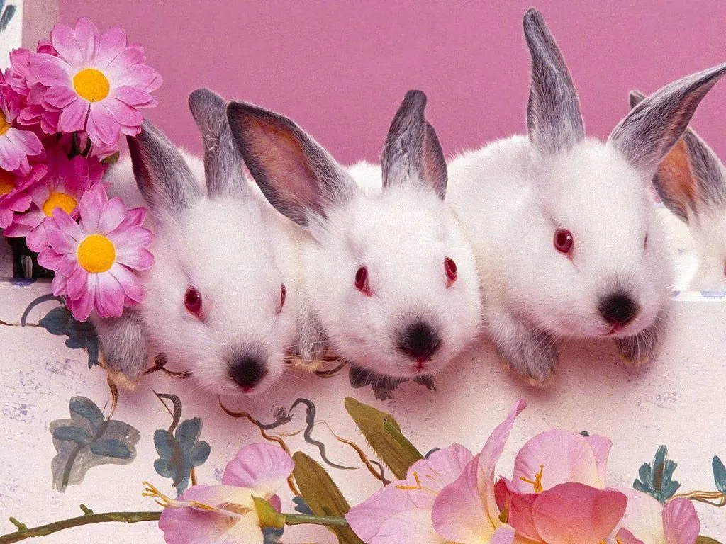 IMÁGENES Y FOTOS DE ANIMALES: Conejitos