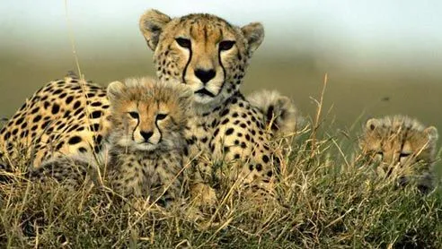 Imágenes del mundo animal: Guepardo