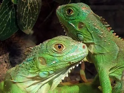 Imágenes del mundo animal: Iguana