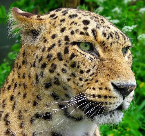 Imágenes del mundo animal: Leopardo