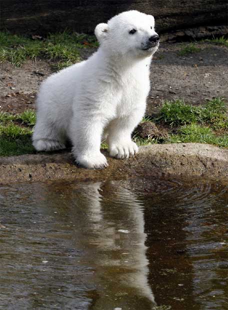 IMÁGENES Y FOTOS DE ANIMALES: Osos polares bebés
