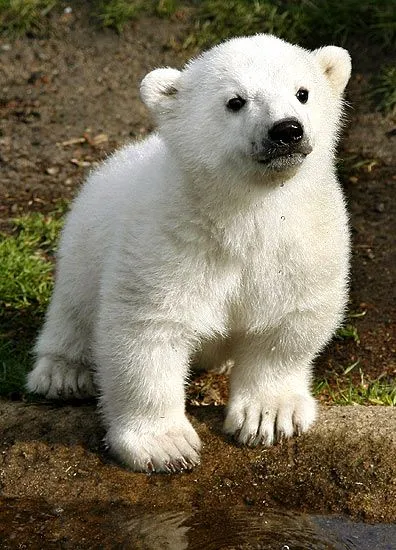 Imágenes del mundo animal: Osos polares bebés Imágenes del mundo animal: Osos polares bebés