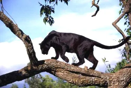 Imágenes del mundo animal: Pantera Negra