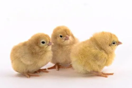 Imágenes del mundo animal: Pollitos