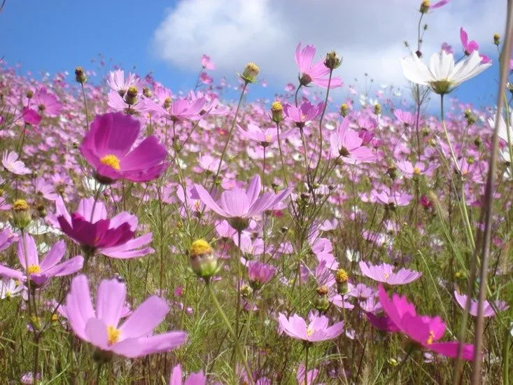 imagenes naturaleza flores campo de flores colores cosmos ... imagenes naturaleza flores campo de flores colores cosmos ...
