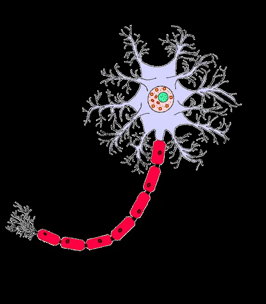 Dibujo de neurona para colorear - Imagui