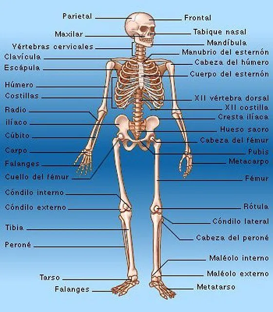 Imagenes con nombres del sistema oseo - Imagui