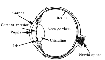 Imagenes de el ojo humano para colorear - Imagui