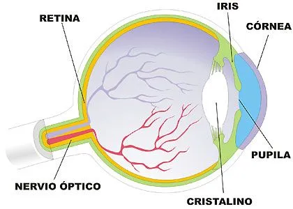 Foto del ojo y sus partes - Imagui