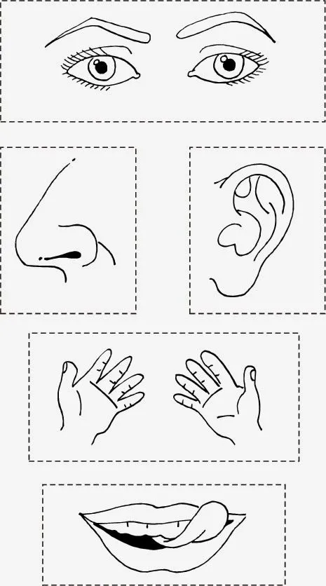 Imagenes de los organos de los sentidos para colorear - Imagui