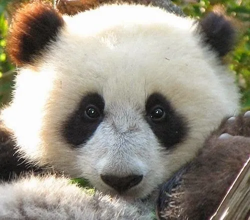 Imagenes osos panda: Imagen tierna cara oso panda 25-06-15