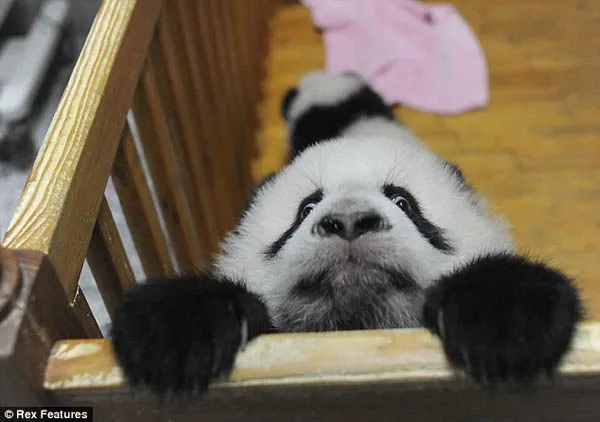 Fotografías de Osos Pandas Bebés