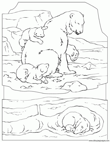 dibujo-de-oso-polar-010 | Dibujos y juegos, para pintar y colorear dibujo-de-oso-polar-010 | Dibujos y juegos, para pintar y colorear
