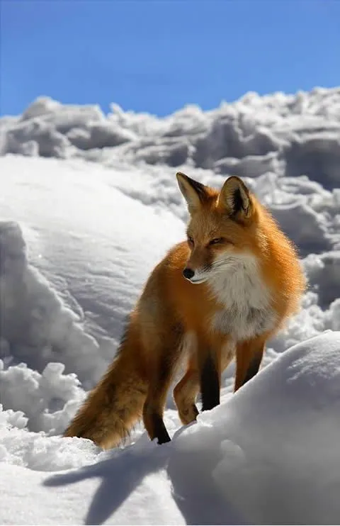 Imagenes De Paisajes Y Animales | Recopilación de animales ... Imagenes De Paisajes Y Animales | Recopilación de animales ...