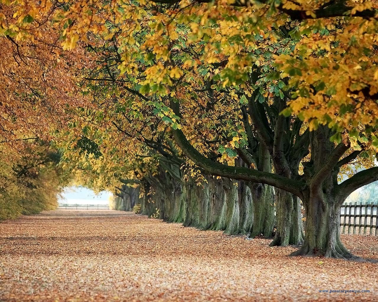 Imagenes De Paisajes De Arboles
