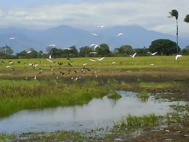 Imagenes de Paisajes: llaneros de venezuela Imagenes de Paisajes: llaneros de venezuela
