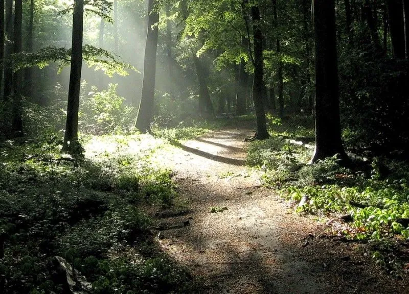 imagenes de paisajes naturales: paisajes de bosques imagenes de paisajes naturales: paisajes de bosques