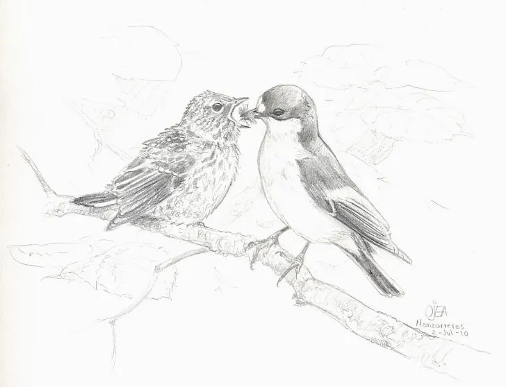 Dibujo a lapiz de pajaritos - Imagui