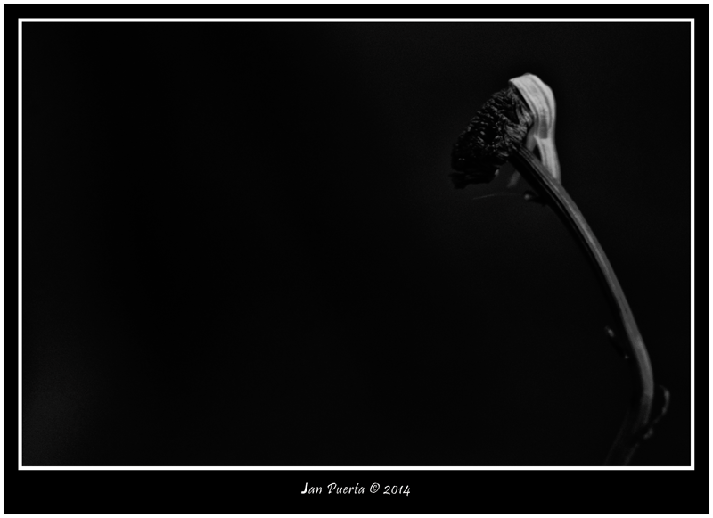 Imagenes y palabras by Jan Puerta: A blanco y negro 01/100