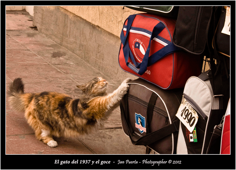 Imagenes y palabras by Jan Puerta: El gato del 1937 y el goze