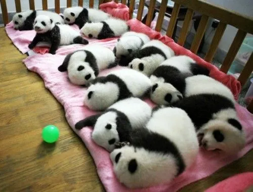 Osos pandas tiernos dibujos - Imagui