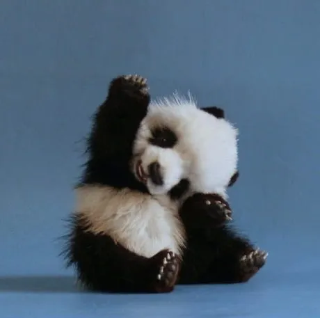 Fotos pandas tiernos - Imagui