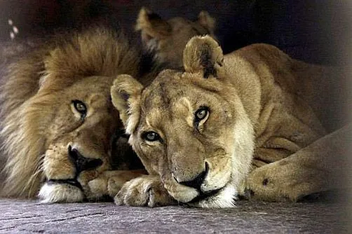 Leon y leona enamorados - Imagui