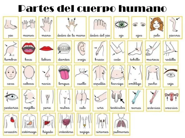 Imagenes de las partes del cuerpo por separado - Imagui Imagenes de las partes del cuerpo por separado - Imagui